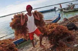 RI Gandeng Filipina Kembangkan Rumput Laut